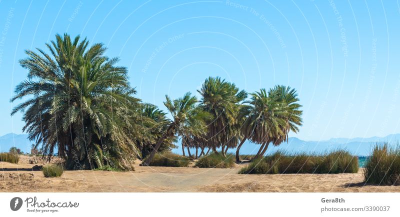 palm trees by the sea against the backdrop of mountains in Egypt Dahab South Sinai Red Sea beach blue blue water branches clear day coast exotic grass green