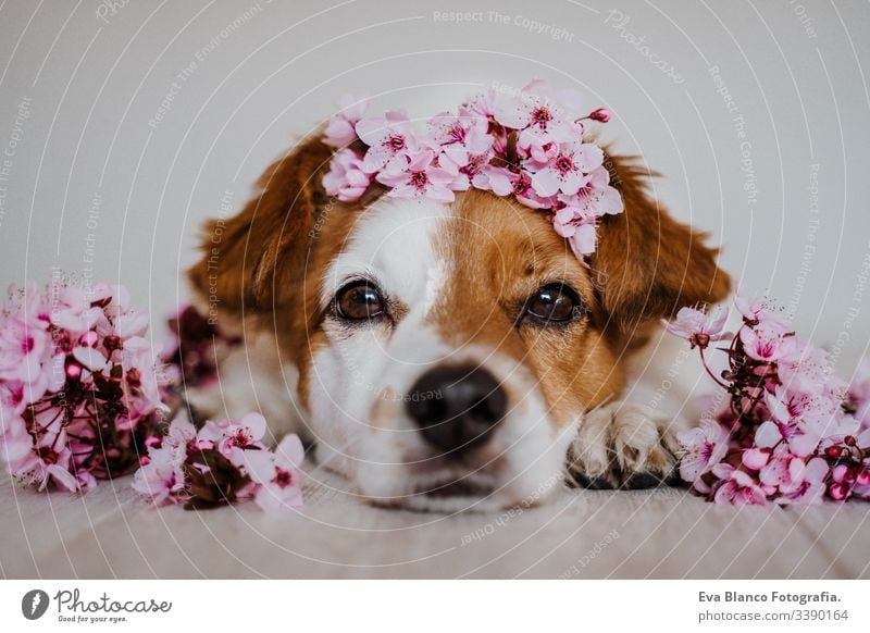 portrait of cute jack russell dog relaxing at home wearing a beautiful wreath of almond tree flowers. springtime concept pet crown decoration blooming pink