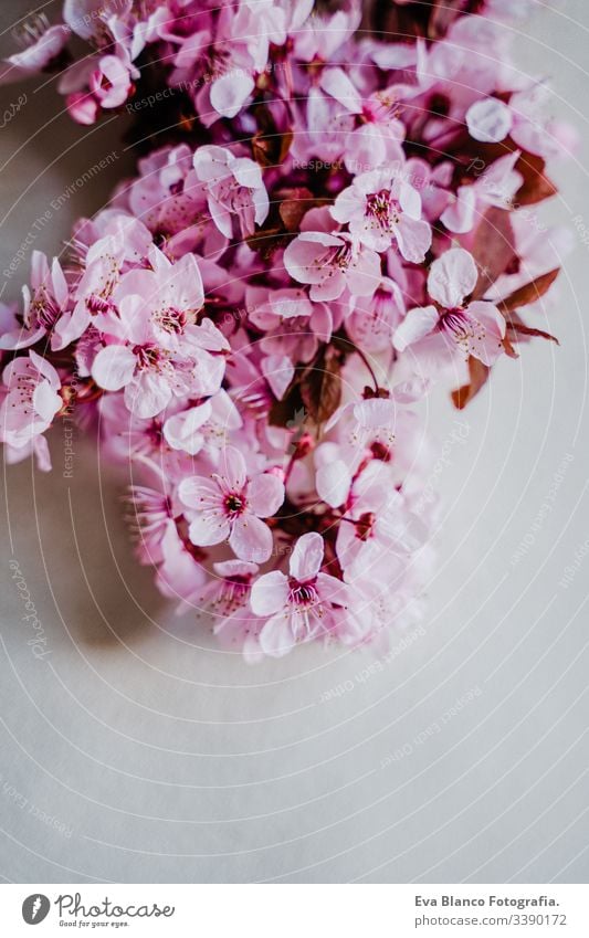 Spring Border Cherry Blossom