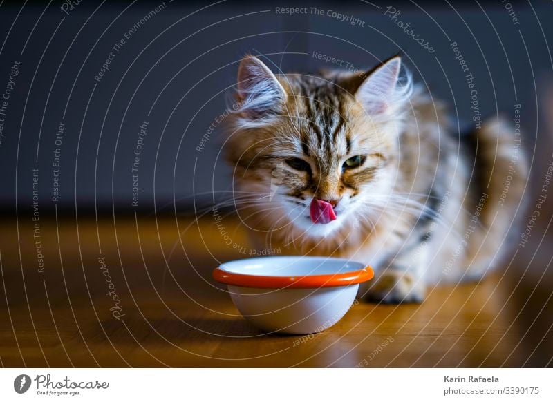 sweet tooth Cat kitten Animal Pet Colour photo Animal portrait Multicoloured Cute Beautiful Baby animal Interior shot Animal face hungry Tongue Deserted Day
