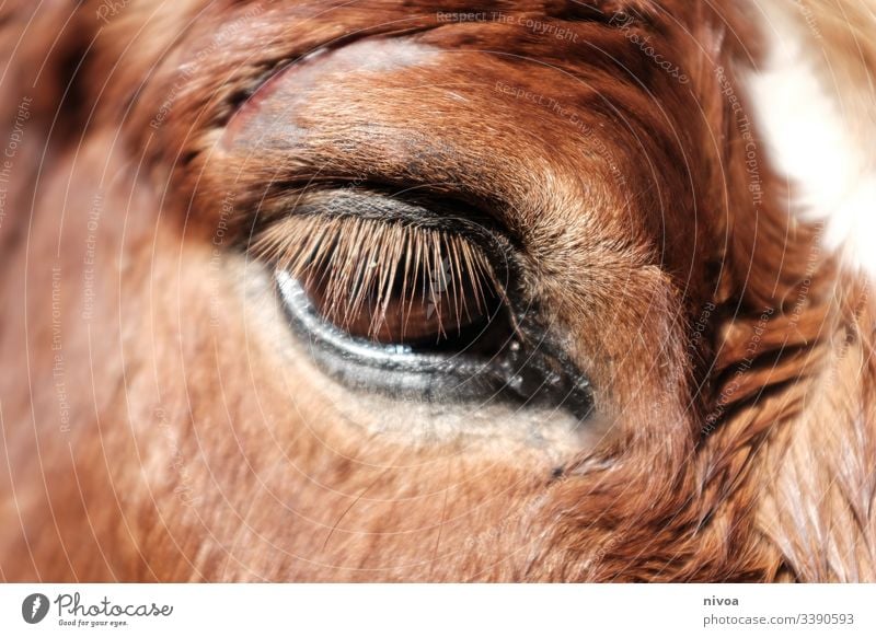 injured horse's eye Iceland Pony Horse violation Eyes Detail pale Animal Colour photo Exterior shot Day 1 Animal portrait Farm animal Nature Wild animal
