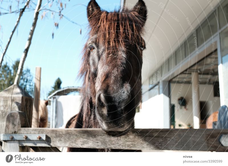 Icelandic horse looks over fence Iceland Pony Horse Barn Willow tree Fence Horse's head Black horse Pinto Head Deserted Farm animal Animal Exterior shot