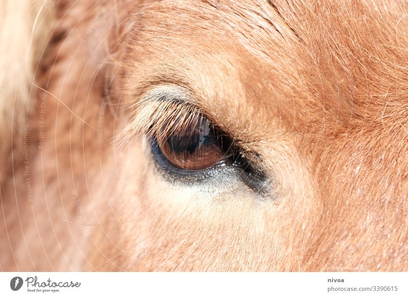 horse's eye iceland pony  a royalty free stock photo from