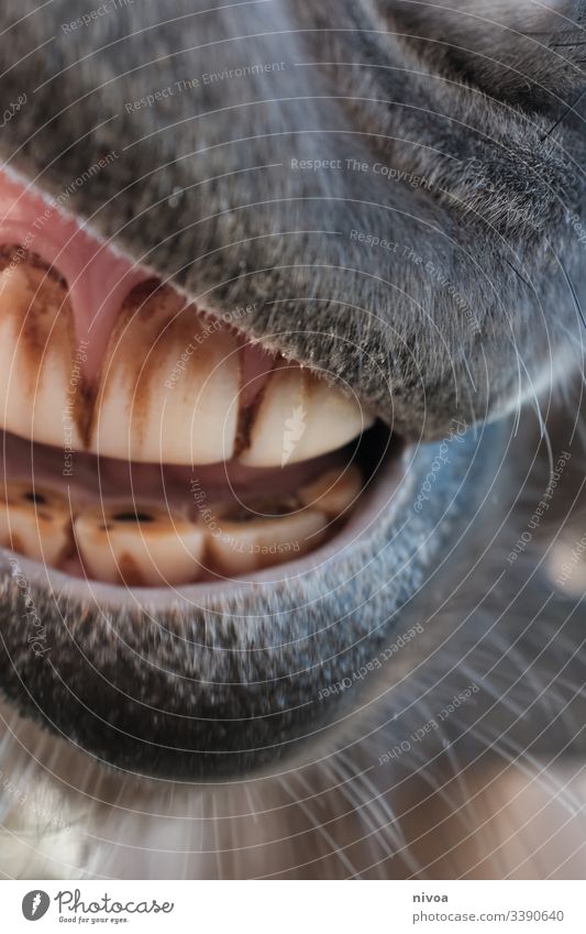 horse teeth Horse Iceland Pony Teeth Show your teeth Cavities Dentist Dental care Pelt Colour photo Mouth Close-up Lips Detail Day Shallow depth of field