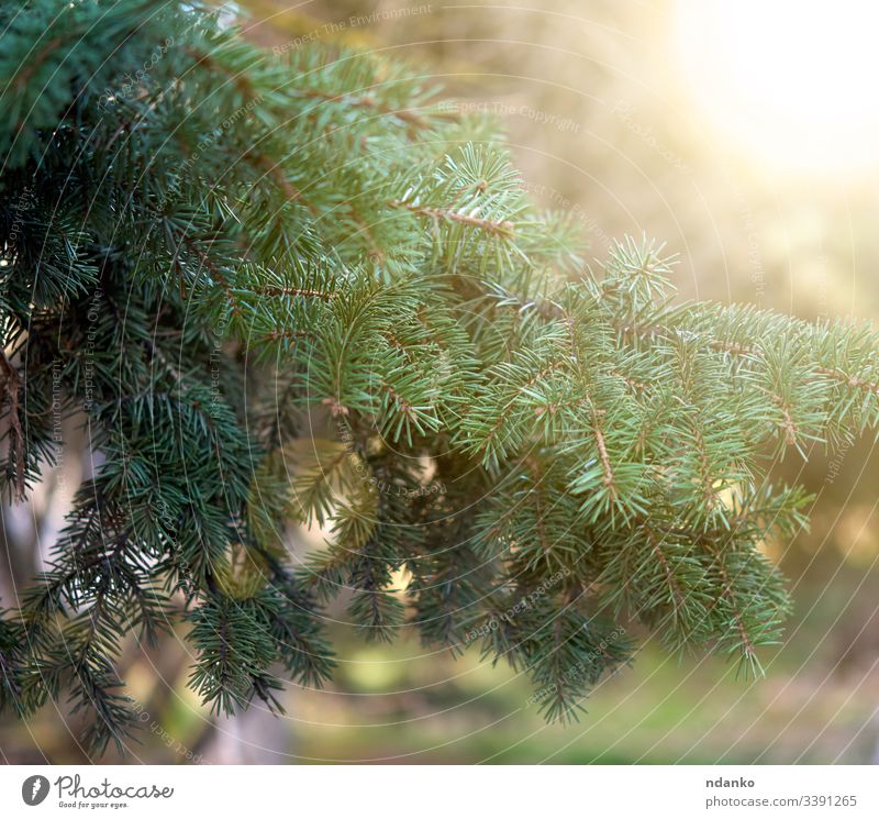 green spruce branch in the rays of the setting sun in the park tree fir pine nature season evergreen plant wood needle coniferous natural forest closeup