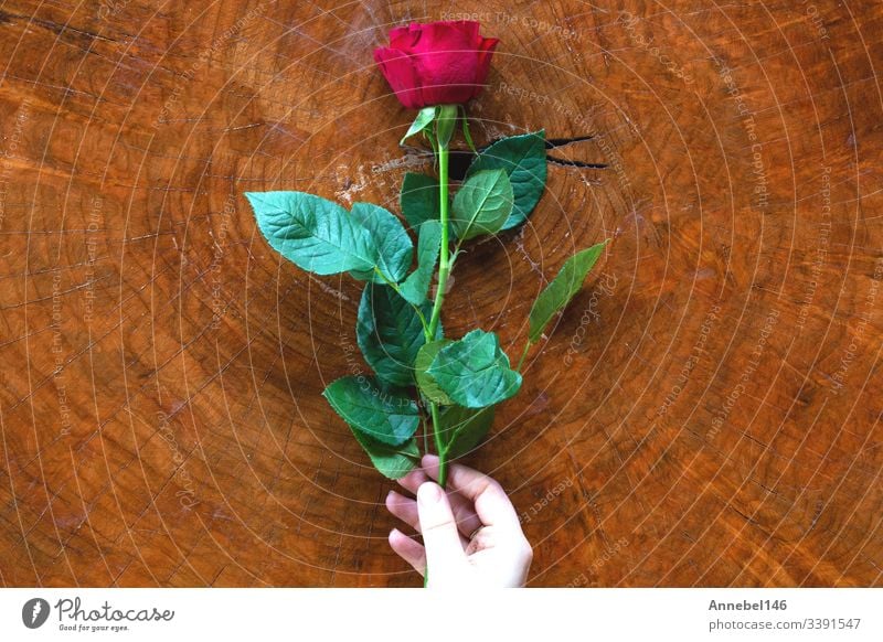 Woman hands with red rose and wooden background texture flower table white beautiful romantic love hold beauty valentine woman holiday gift soft therapy thumb