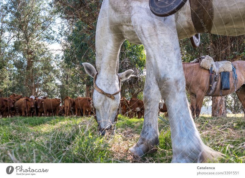 A grazing horse is in the foreground, in the shadow of the eucalyptus trees a herd of cattle is waiting patiently out Nature Summer Environment Landscape Green