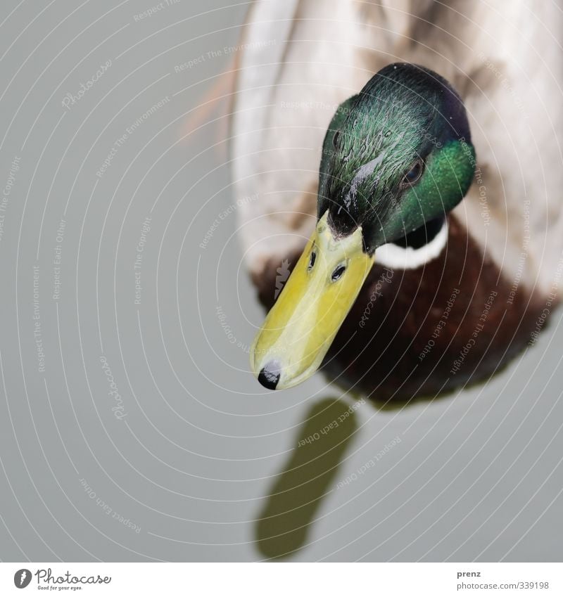 BirdPerspective Environment Nature Animal Wild animal 1 Gray Green Duck Drake Close-up Colour photo Exterior shot Deserted Copy Space left Day Shadow