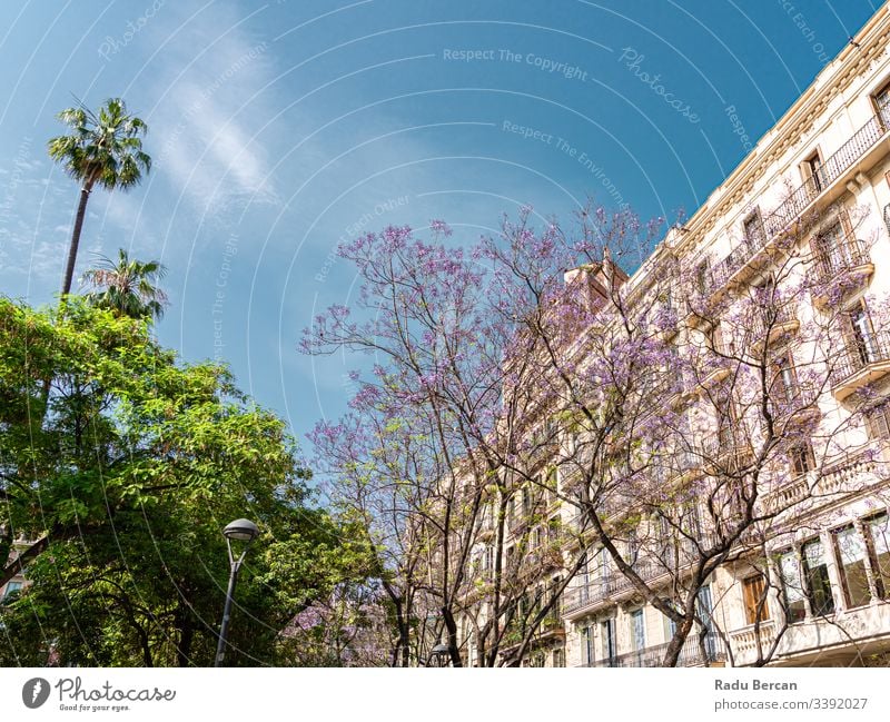 Purple Flowering Trees In The Center Of Barcelona City In Spain barcelona spain downtown architecture city purple tree flower nature beautiful spring bloom