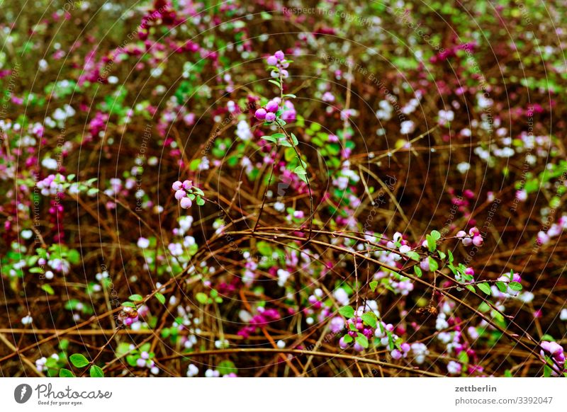 Hedge in spring Garden Spring Blossom blossom vegetation thickets Branch Twig background Copy Space Deserted Spring flowering plant allotment garden colony