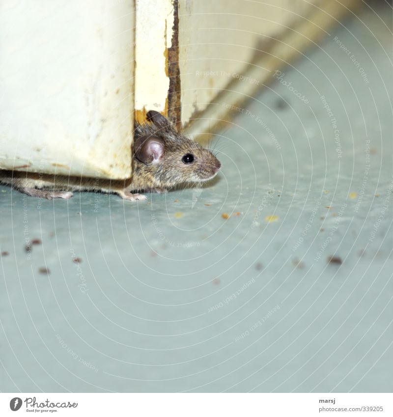 A house mouse that carefully checks whether the air is clean. Animal Pet Mouse 1 Observe Simple Disgust Creepy Gray Colour photo Subdued colour Interior shot