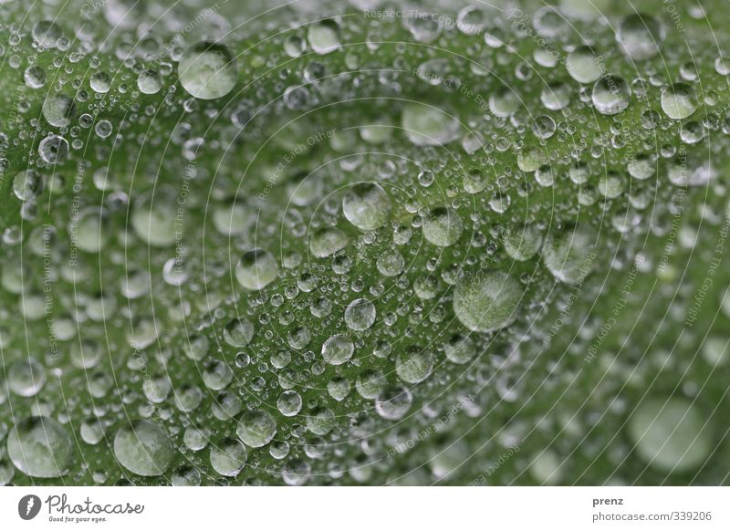 drop landscape Environment Nature Weather Rain Leaf Gray Green Drop Many Drops of water Colour photo Exterior shot Close-up Macro (Extreme close-up)