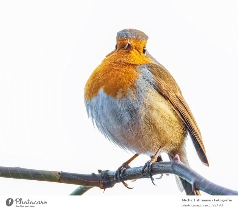 Robin on a branch Robin redbreast Animal portrait Forward Looking into the camera Full-length Portrait photograph Contrast Shadow Light Day Copy Space bottom