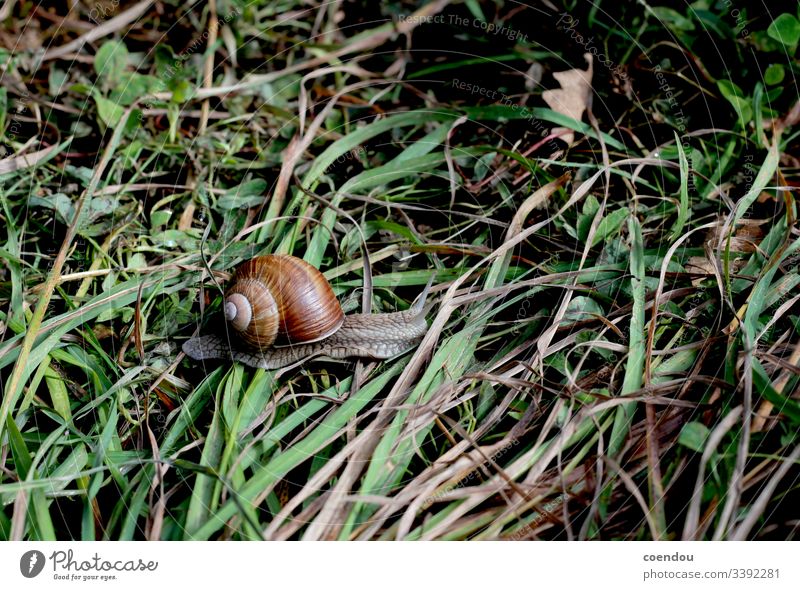 Snail moves through the grass Crumpet Nature animal world Animal molluscs housing snail Snail shell Feeler Ground Grass blades of grass locomotion creep Slowly