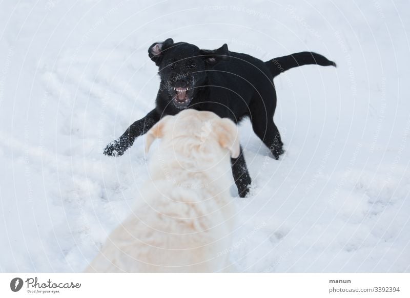 Two playing dogs in the snow, where a little black puppy asks a white dog to play by snarling its teeth, which looks aggressive but isn't, which is why the big white and older dog watches the tomboy calmly