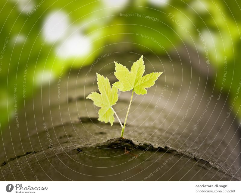 two of us Nature Plant Spring Beautiful weather Tree Leaf Forest Esthetic Happiness Bright Small Natural Green Joie de vivre (Vitality) Spring fever