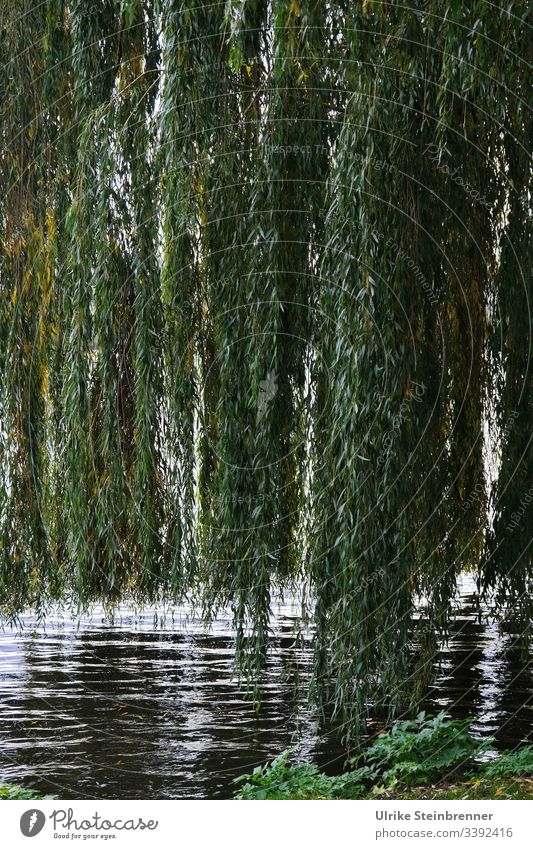 Low hanging weeping willows on the Alster | UT 10/2019 Weeping willow hanging willow Willow tree Salix babylonica salix Park park Relaxation bank Lake Hamburg