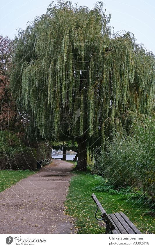Low hanging weeping willows on the Alster | UT 10/2019 Weeping willow hanging willow Willow tree Salix babylonica salix Promenade Park park Bench bench off