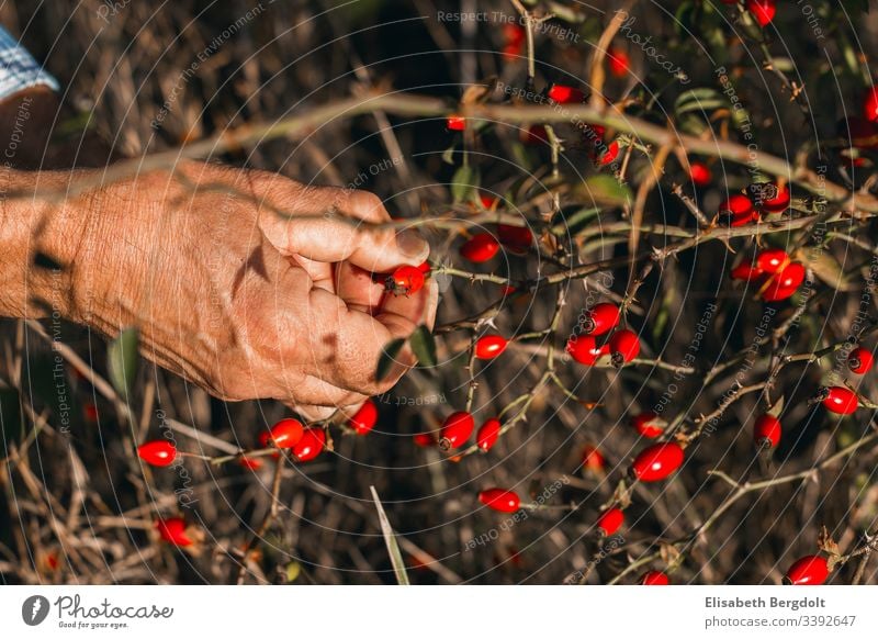 Hands while harvesting rosehips rose hip Rose hip hands Harvest reap Gardening out