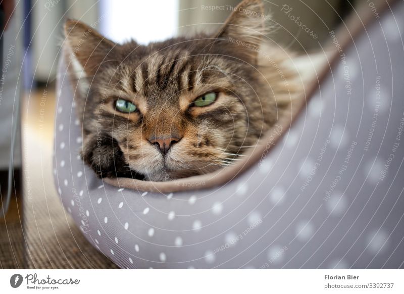 House cat in his basket Watchfulness Wait hangover skepticism Skeptical Listening Cat's ears Cat eyes Cat's head Domestic cat Looking into the camera Paw Cute