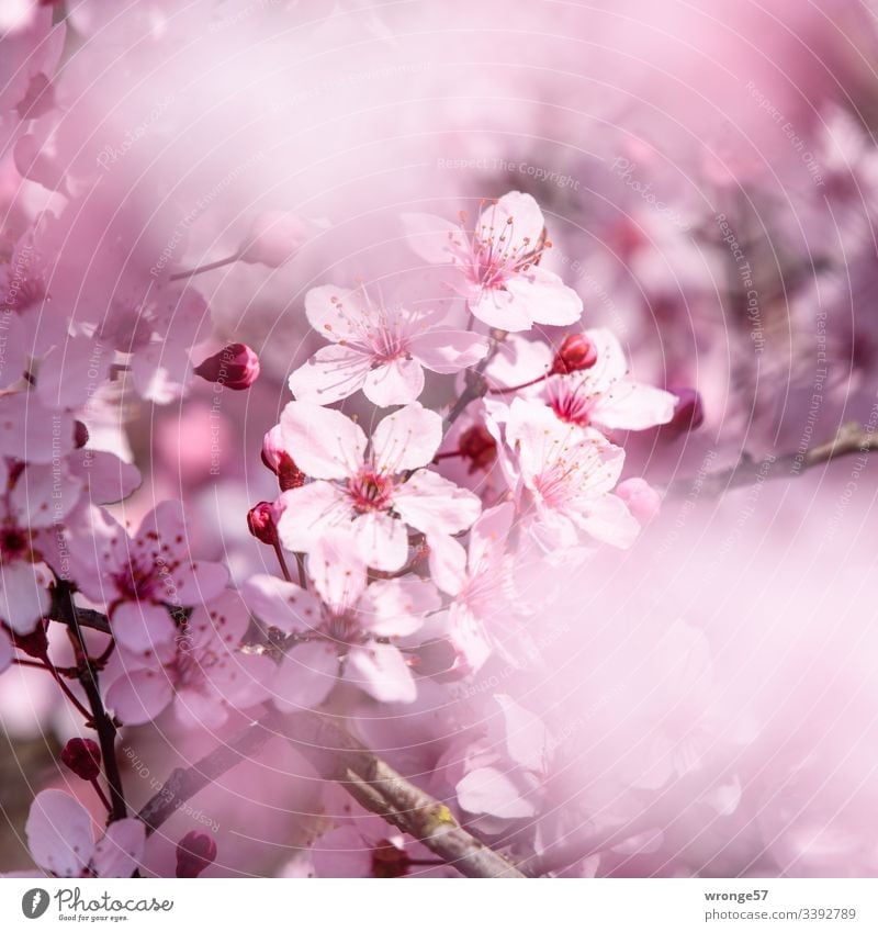 Pink flowers of the decorative cherry blossoms Spring flowering plant Blossom Nature Colour photo Exterior shot Shallow depth of field Natural Sunlight Park
