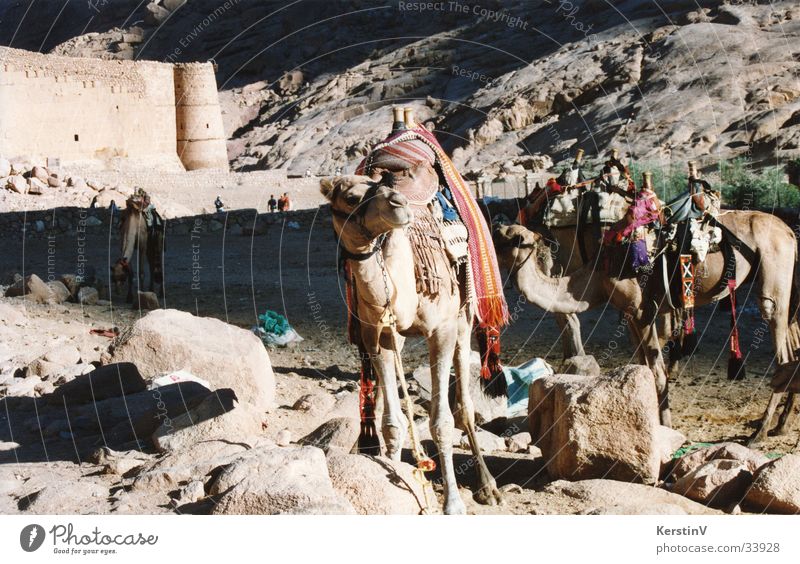 Camels in Sinai Animal Morning Vacation & Travel Sun Equestrian sports Mountain