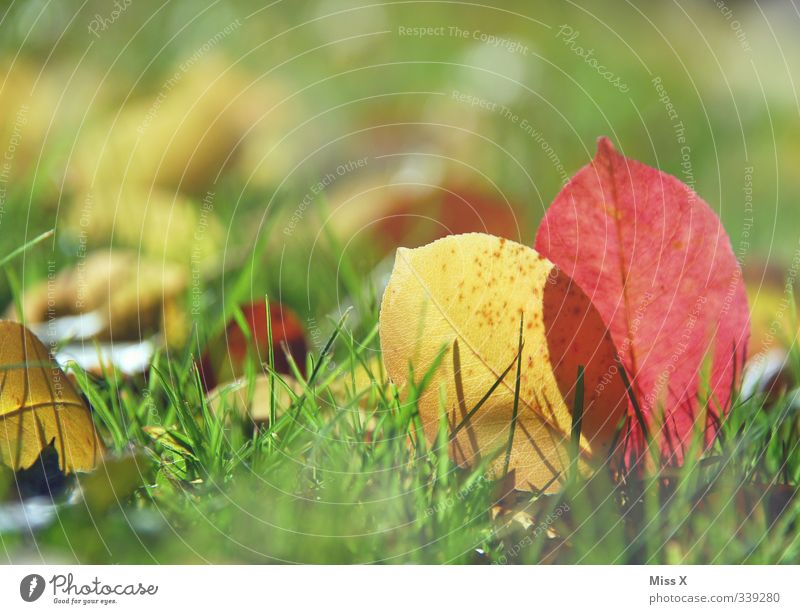 Autumn Nature Leaf To dry up Multicoloured Autumnal colours Autumn leaves Grass Meadow Colour photo Exterior shot Close-up Deserted Copy Space top