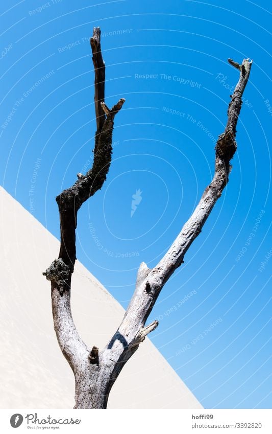withered tree in desert Drought drought Desert Desert plant Sand sand dunes Blue sky Sanddrift Sandheap diagonal Diagonal lines Minimalistic Climate change