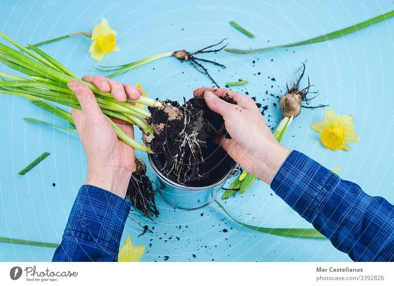 Women's hands planting spring bulbs on a blue background. Gardening concept. Hands woman daffodils gardening earth transplanting decoration home gardening work