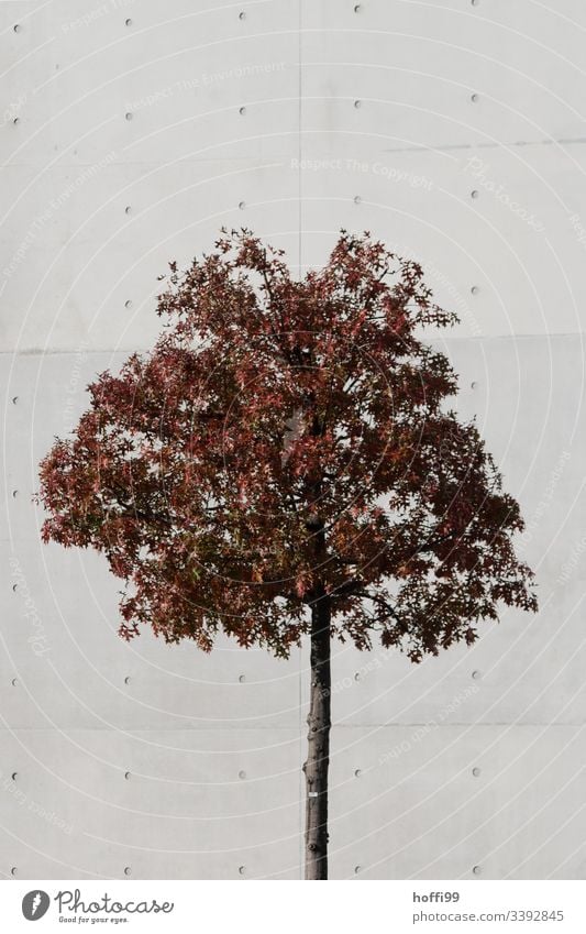 autumnal tree in front of wall of exposed concrete Autumn leaves Tree Gray Brown Auburn Concrete wall Structures and shapes Leaf Day Exterior shot Environment