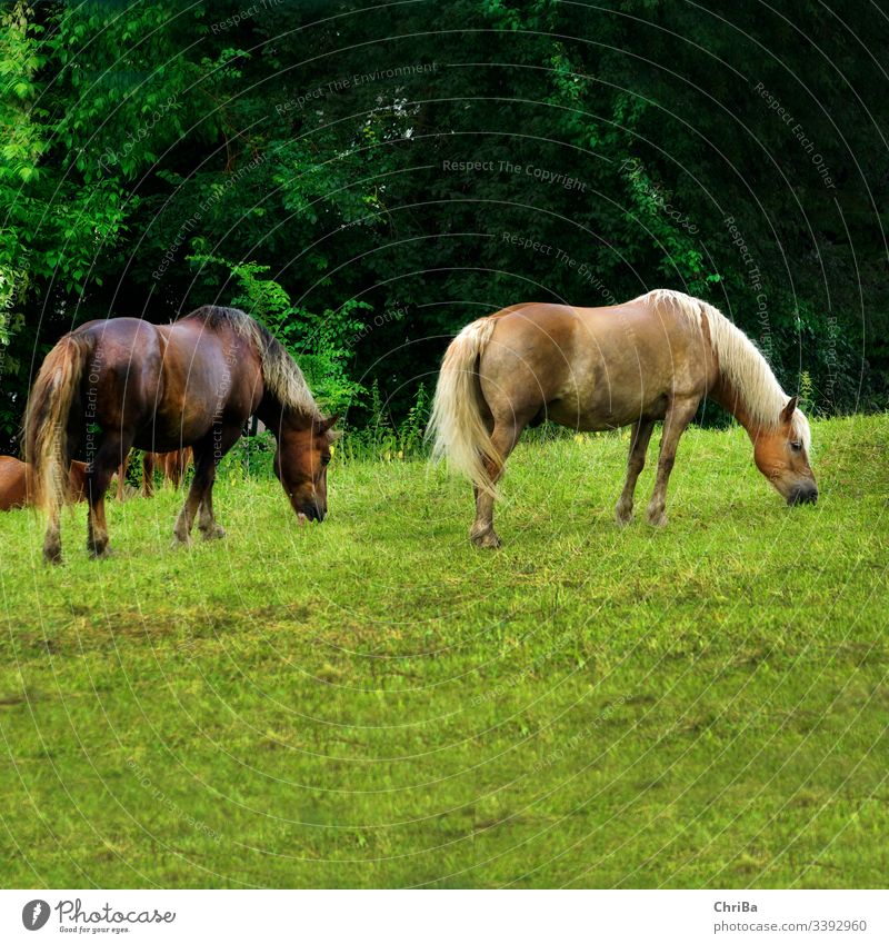 Haflinger and Black Forest Fox after the rain on the paddock Horse Willow tree Rain Grass Summer summer rain Hill Animal Nature To feed Mane Green Mammal Brown
