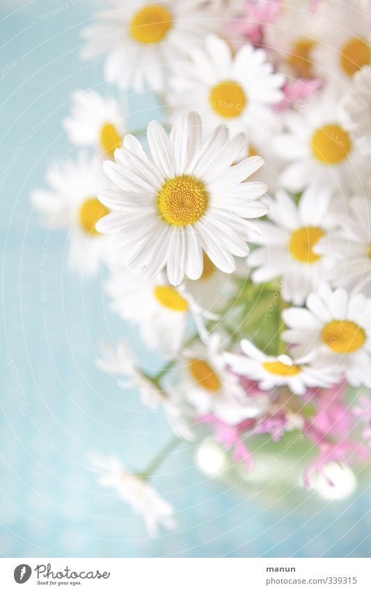 for the mind Decoration Nature Spring Summer Flower Blossom Wild plant Marguerite Bouquet Meadow flower Bright Beautiful Natural Positive Ease Pastel tone
