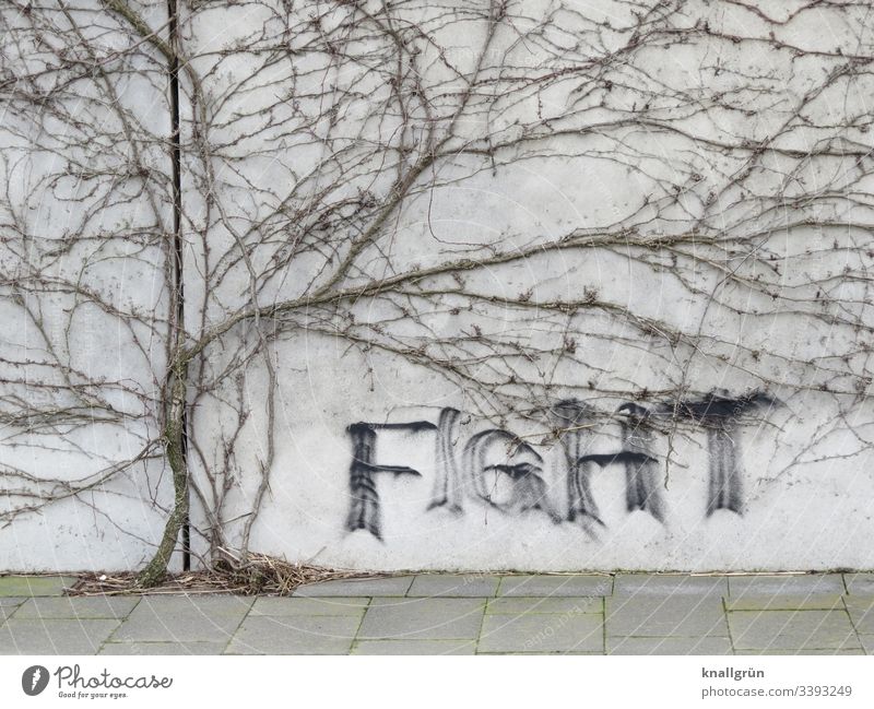 Graffiti on wall framed by a dried-up climbing plant writing Communicate Wall (building) Word Letters (alphabet) Creeper Shriveled walkway slabs fight