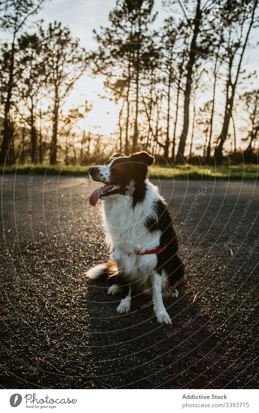 Adorable pedigreed dog resting on road purebred asphalt enjoy walk grass pet canine domestic friend mammal adorable street park green loyal active fluffy animal