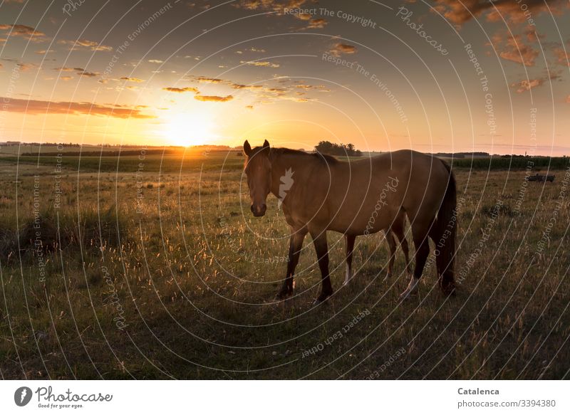 Well hidden behind his mummy, the foal sees the sun setting on the horizon, the grasses glowing in the evening light Horse Foal Animal Baby animal