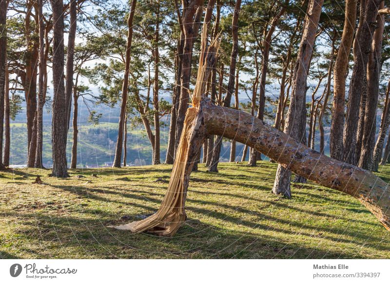 Broken branch after a storm aborted Shadow Branch Tree bark Branchage tree Tree trunk Nature Forest Sky flaked Plant green Deserted Exterior shot Light