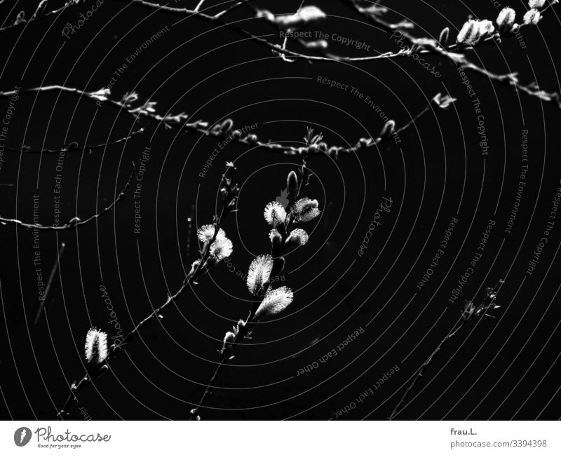 They wanted to be like snowflakes in the sunlight, the little delicate willow catkins. Spring blossom Catkin Nature Plant Blossom Willow tree Day Branch Twig