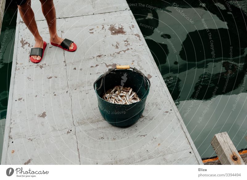 The legs of a fisherman next to a bucket of caught fish next to a water basin on a fish farm in Vietnam Fisherman Fresh Bucket Nutrition Livelihood Basin