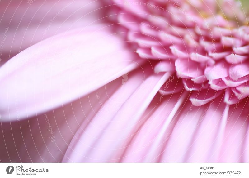 gerbera Blossom inner inboard Flower Macro (Extreme close-up) Close-up Plant Spring Detail Nature Colour photo Blossom leave Shallow depth of field Deserted