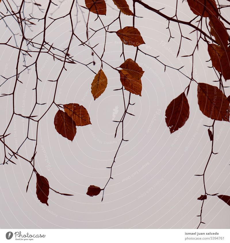 tree branches and brown leaves in the nature in winter season leaf natural foliage abstract textured outdoors background beauty fragility freshness wintertime