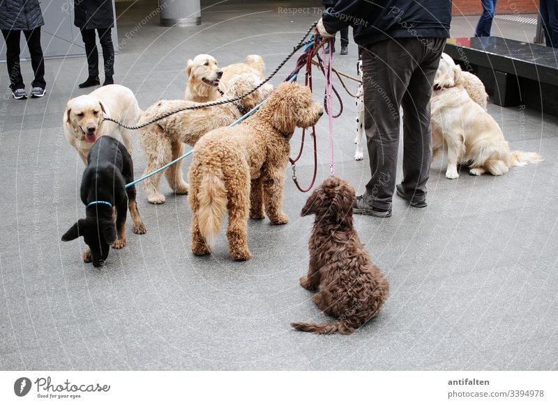 Dog Walker Royalty-Free Images, Stock Photos & Pictures