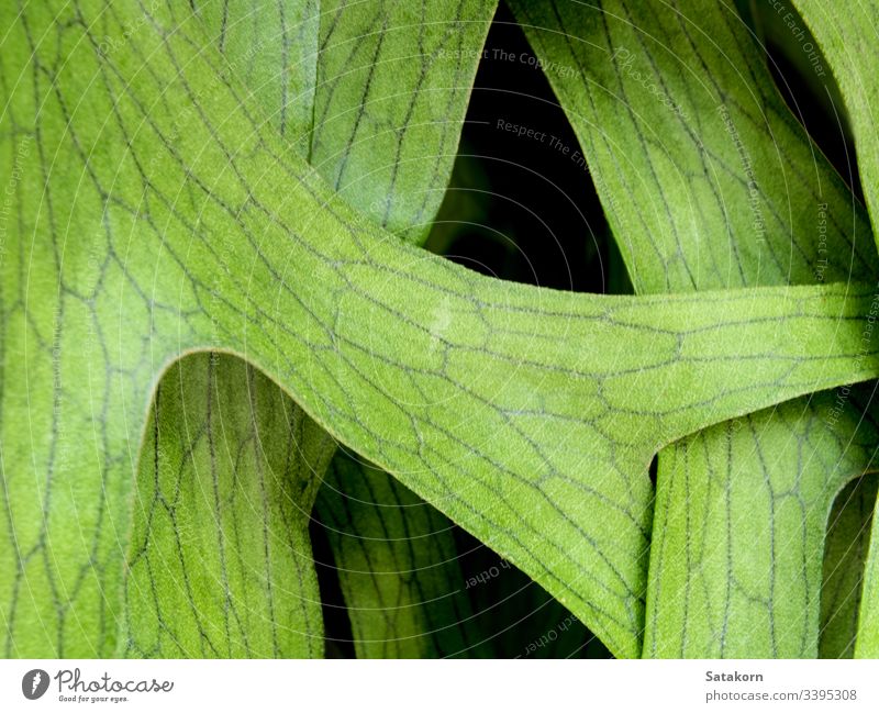 Texture Detail on leaves of Elkhorn Fern , Platycerium coronarium fern tropical leaf natural plant elkhorn staghorn nature texture detail closeup green fresh