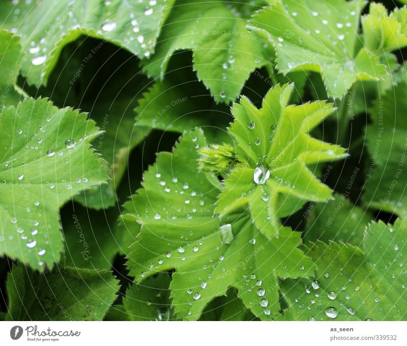 Fresh! Beautiful Healthy Wellness Life Harmonious Environment Nature Plant Drops of water Spring Summer Climate Rain Leaf Foliage plant Alchemilla vulgaris