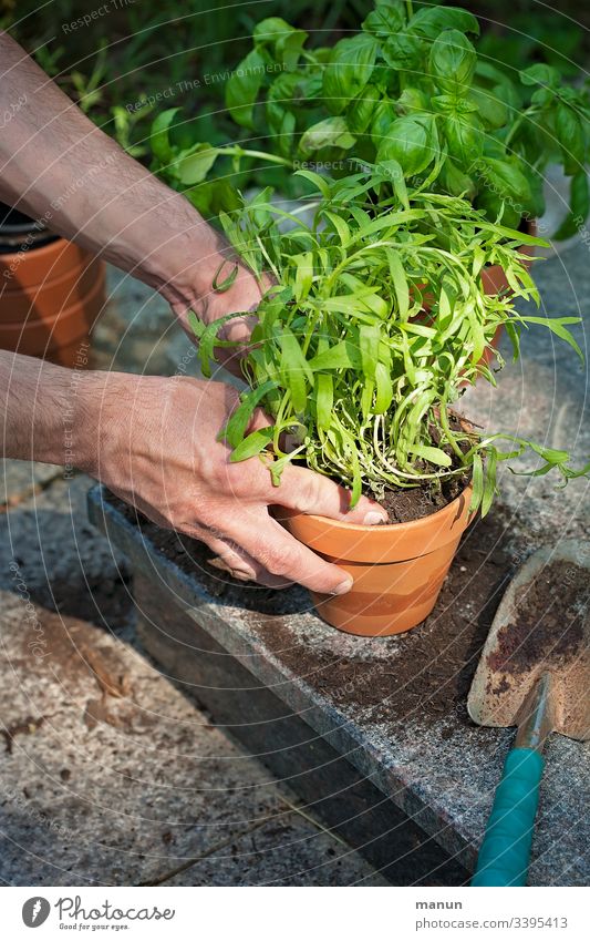 Hands that plant fresh, healthy greenery in clay pots, which is later used in the kitchen in a biologically healthy diet Gardening planting time Plant