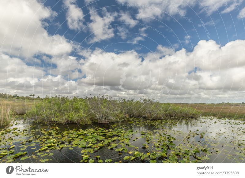 Everglades Florida Nature Everglades NP vacation Water Clouds Landscape Environment Exterior shot Vacation & Travel USA Adventure Far-off places Trip Tourism