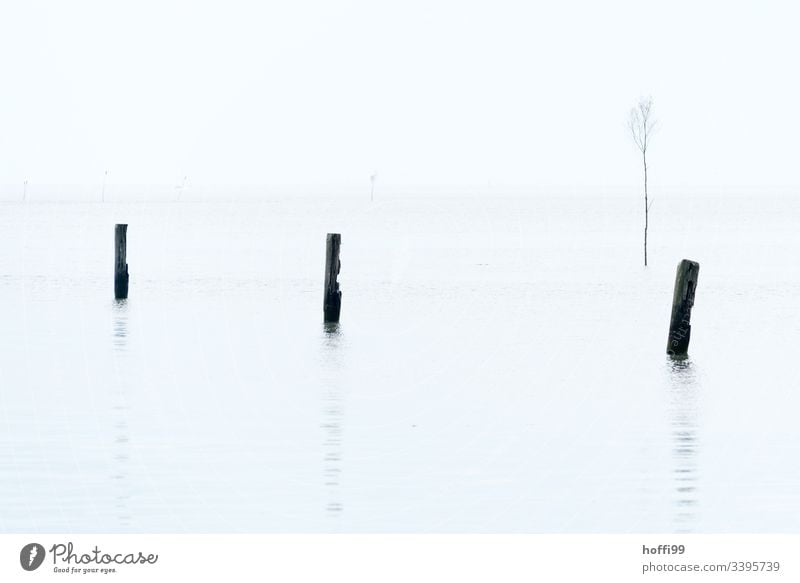 Piles in water with fog white sky Low tide three Minimalistic minimalistic pattern Nature reserve stake white background Deserted fairway Harbour