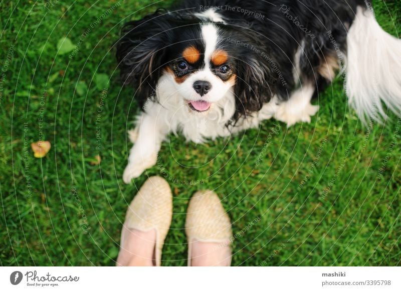 Good obedient god listen to his owner while laying on the grass on summer walk. Dog training concept dog pet animal nature cute happy relax fun