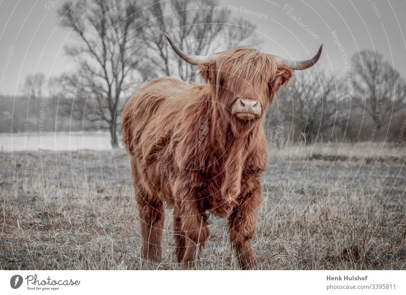 Scottish highland cattle on the field near the rainy river IJssel in the Netherlands Scotch dweller Cow Cattle animal world Winter Brown horns Field Domestic