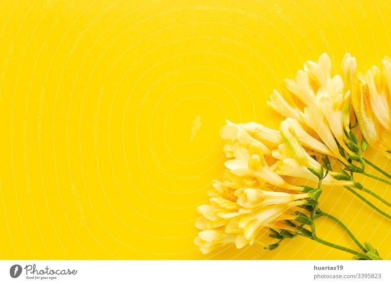 Fresh flowers on color background from above - a Royalty Free Stock Photo  from Photocase