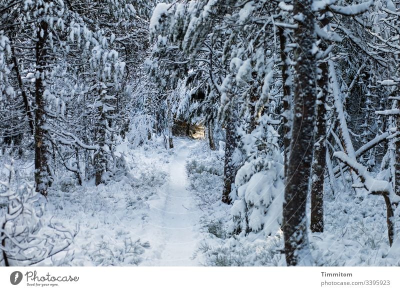 Warm light at the end of a frosty path Winter Snow frost snow chill Lanes & trails Light (Natural Phenomenon) Shaft of light Sunlight warm Tree Hope Target